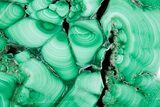 Flowery Polished Malachite Specimen - DR Congo #360909-1